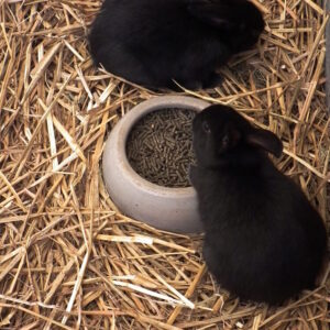 Guinea Pig Food Mix (1kg)